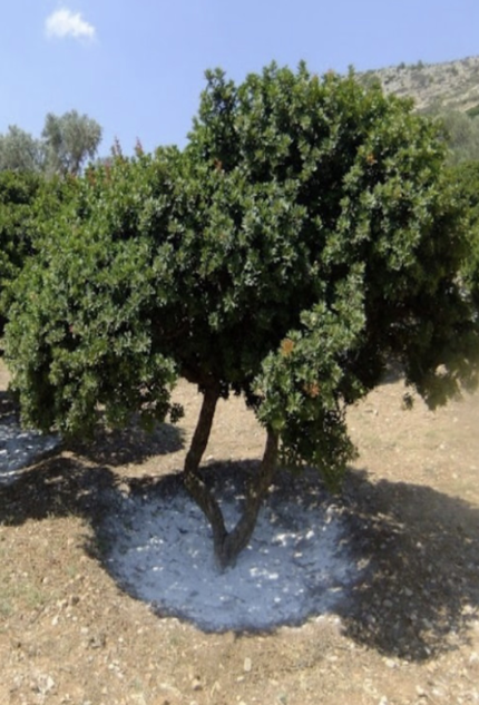 Sakız Adası